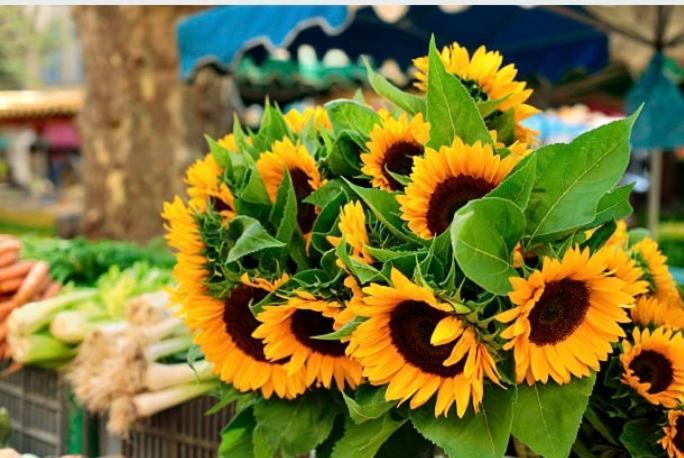 Gite Des Tournesols Oradour-Fanais Εξωτερικό φωτογραφία